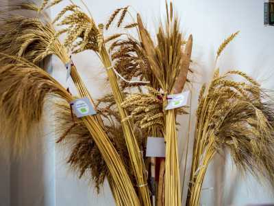 Rutigliano, i semi di grano antichi